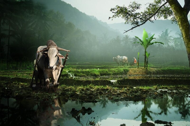 Farmer Plowing Rice Field — Green
