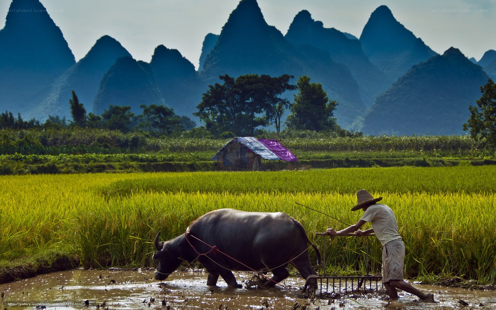 Farmer plowing rice field