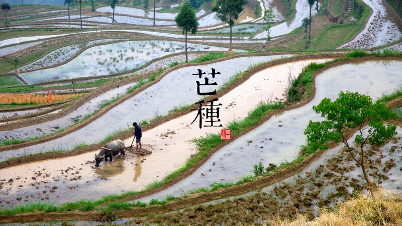 Farmer Plowing Rice Paddy