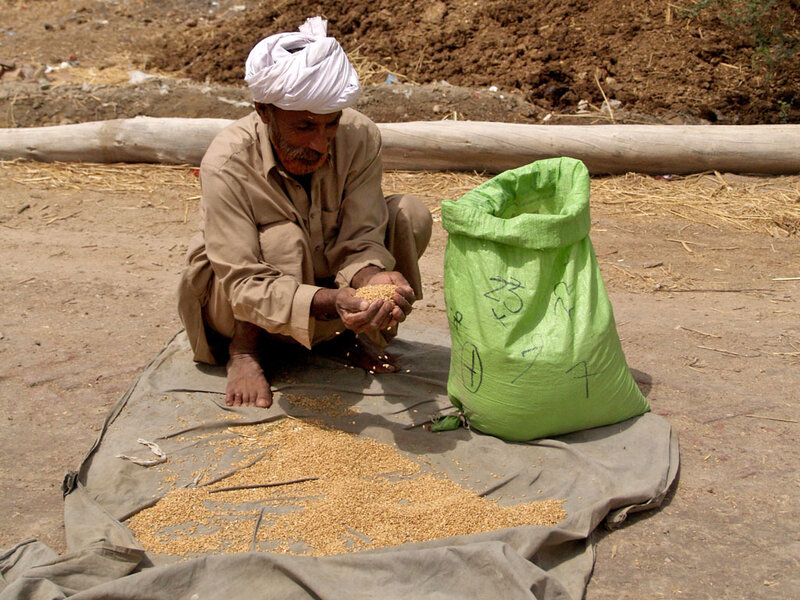 Farmer sorting grain outdoors