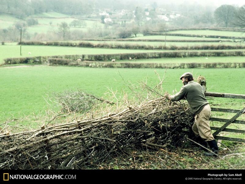 Farmer stacking brushwood