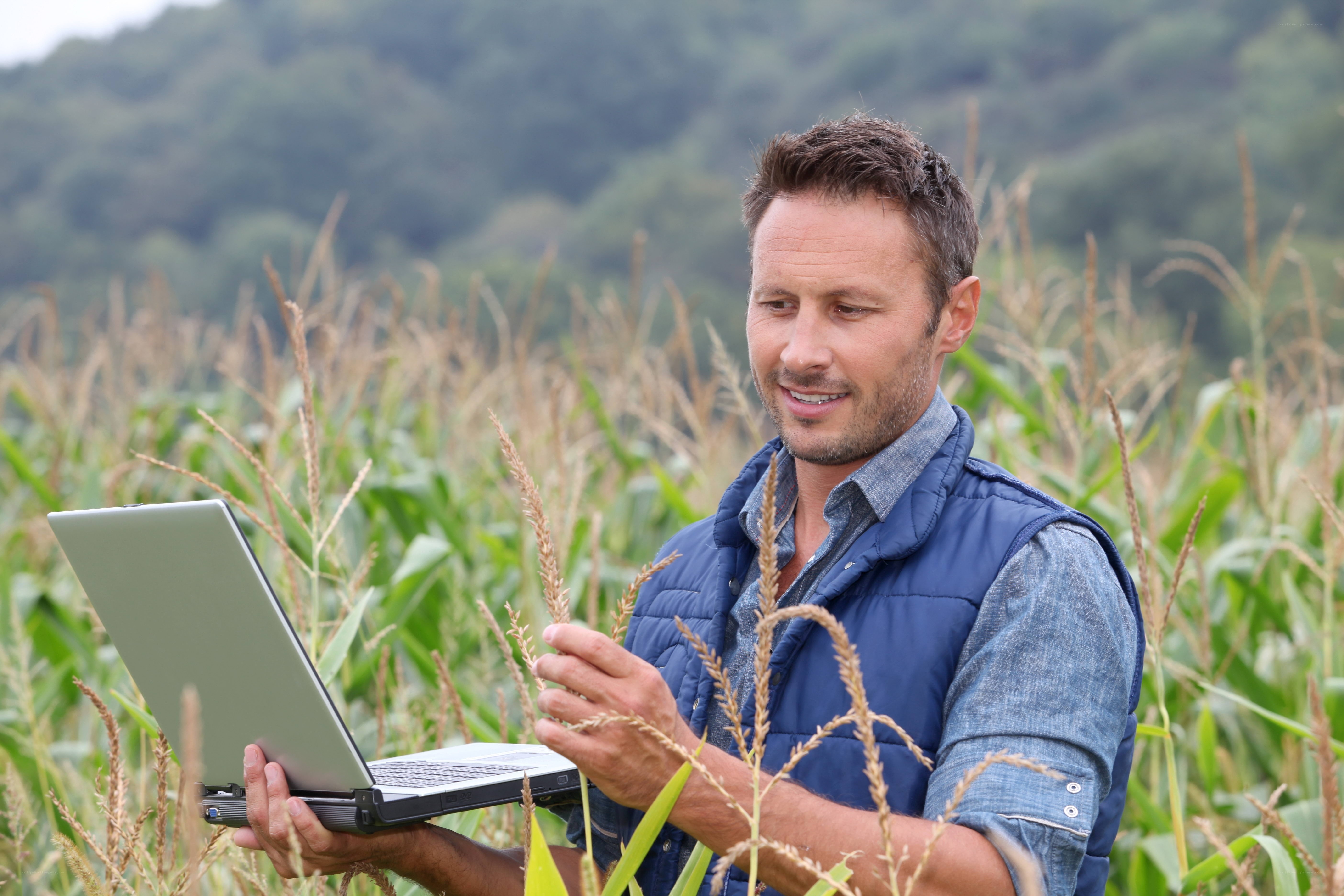 farmer using laptop in cornfield