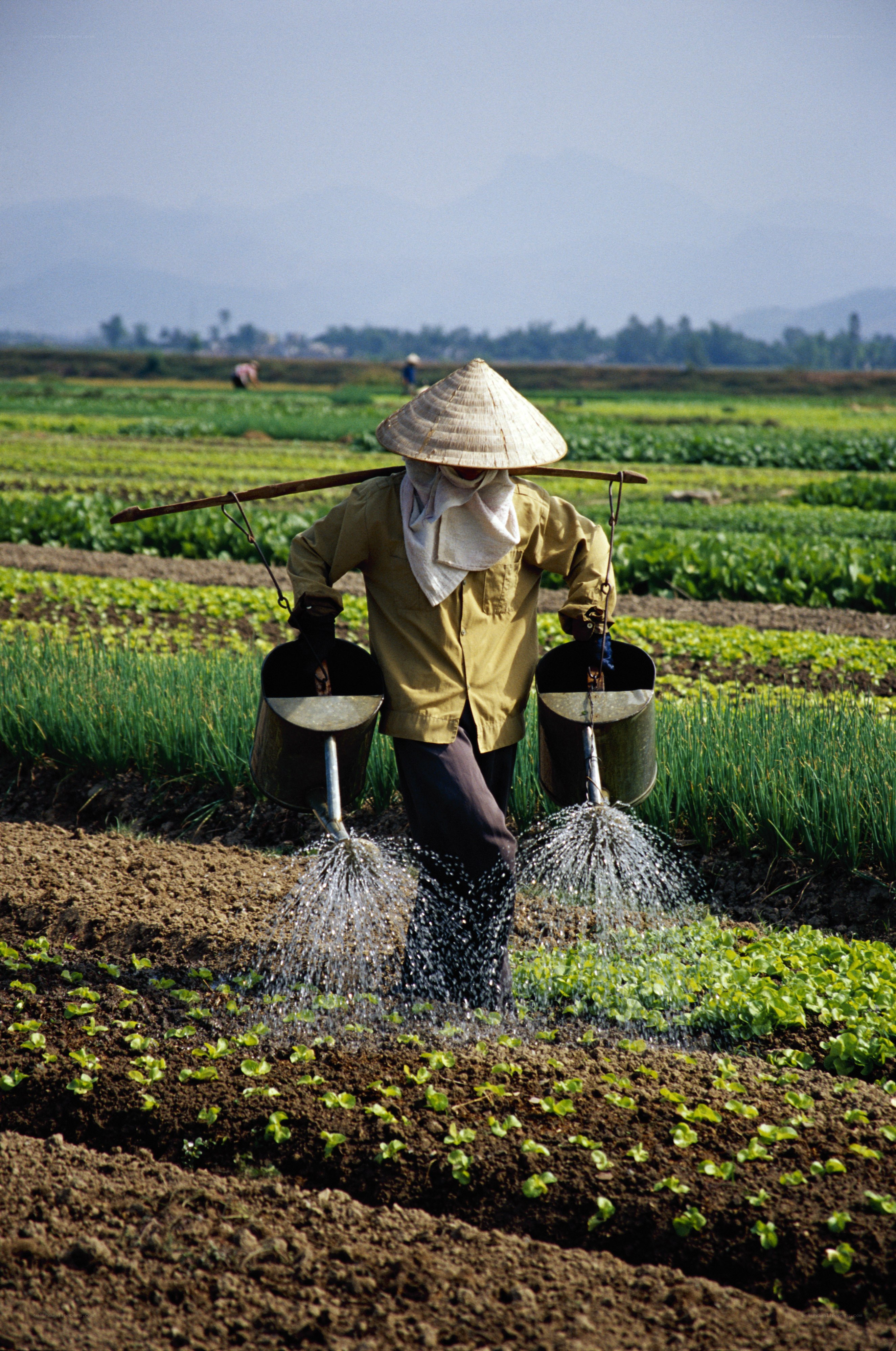 Farmer watering crops in field