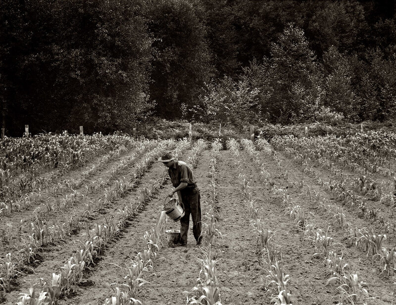 Farmer watering crops