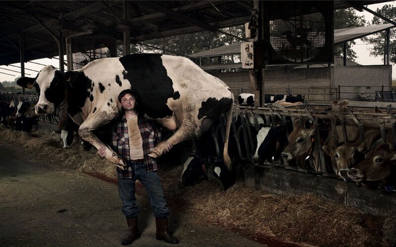 Farmer with a cow