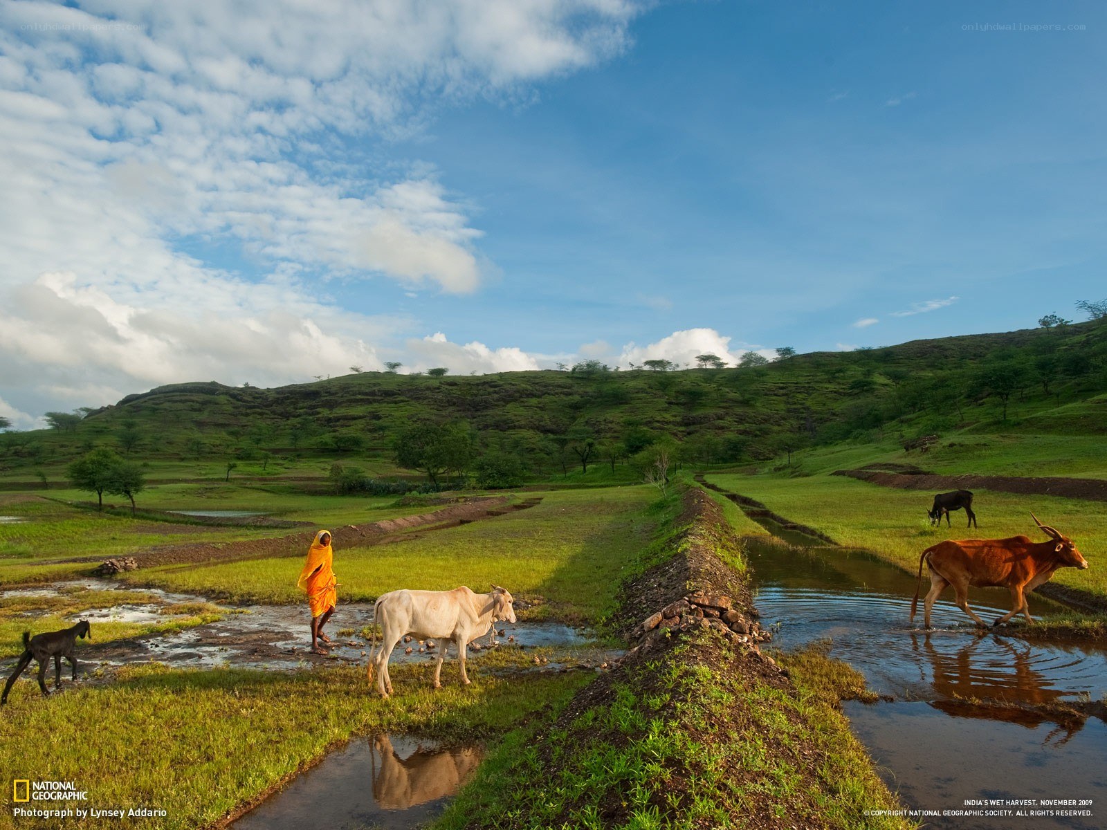 Farmer with cattle in India