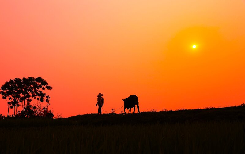 Farmer with Cow at Sunset