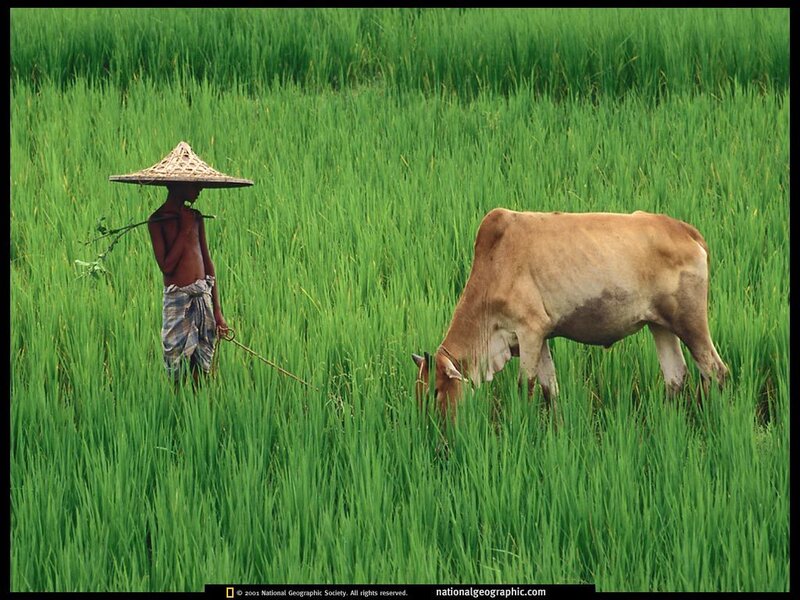 Farmer with cow in rice field