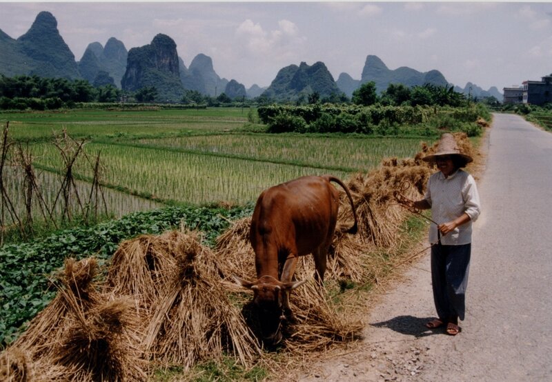 Farmer with cow in rice fields