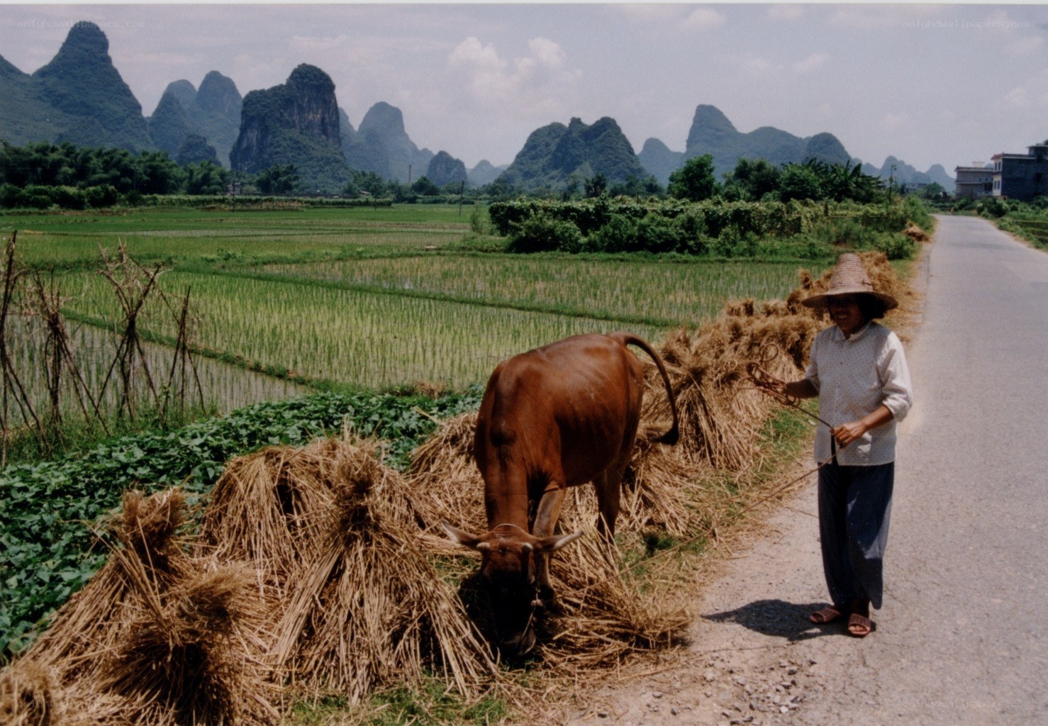 Farmer with cow in rice fields