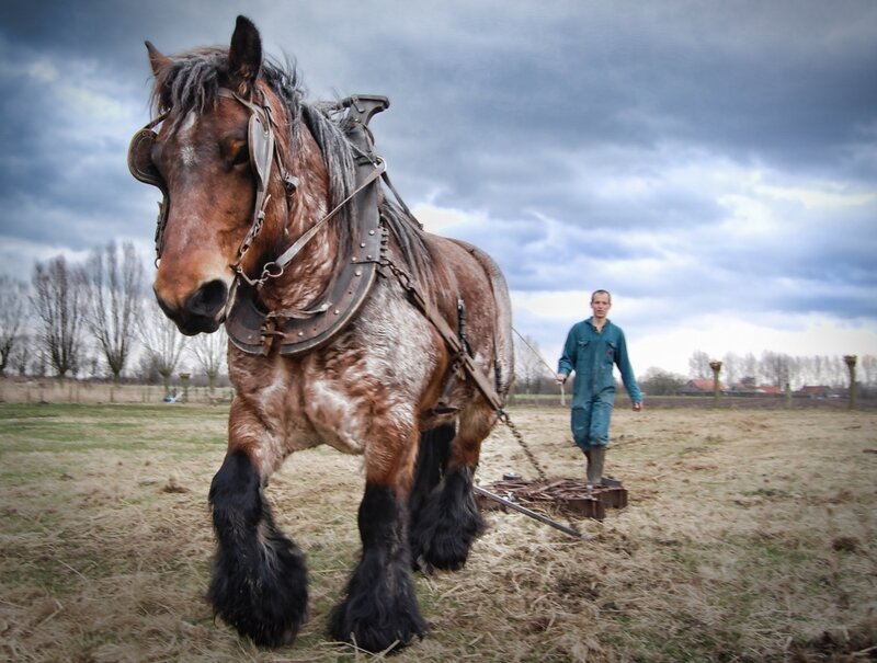 Farmer with Draft Horse