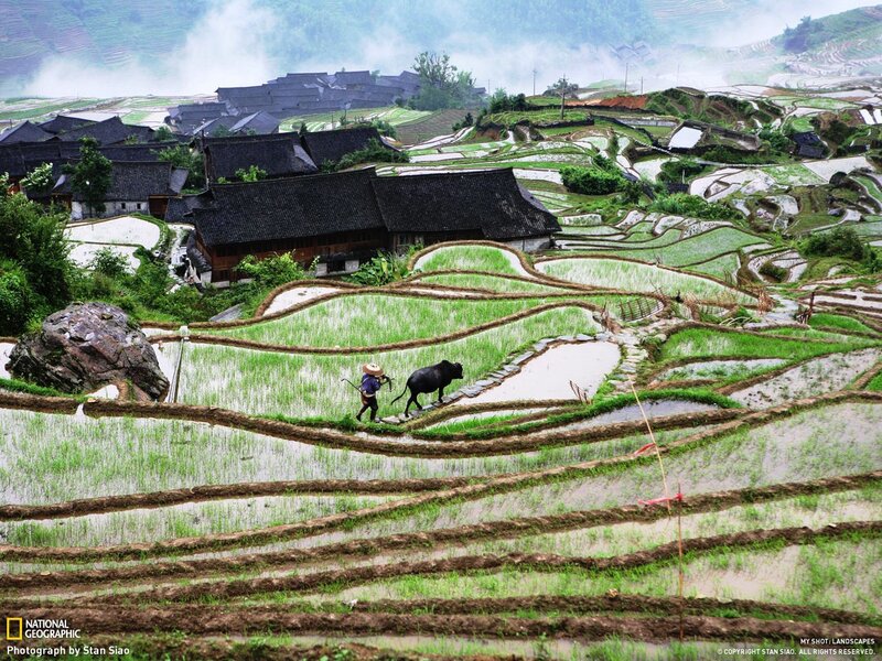 Farmer with ox in rice terraces