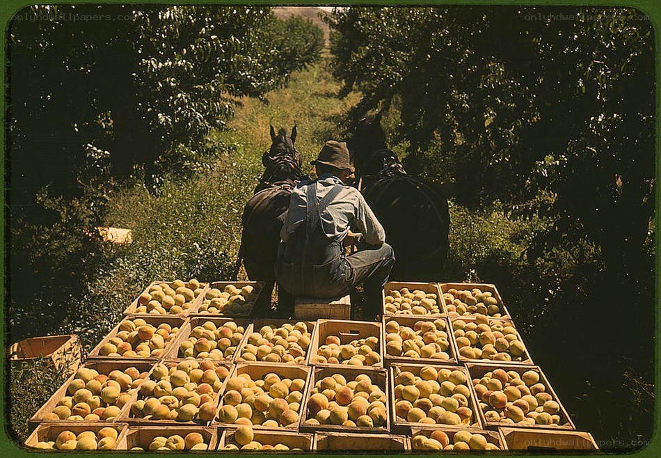 Farmer with peaches in orchard