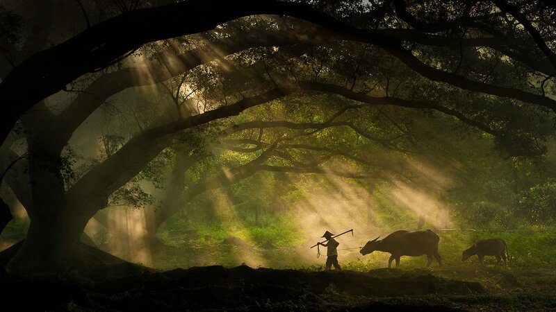 Farmer with Water Buffalo — Green