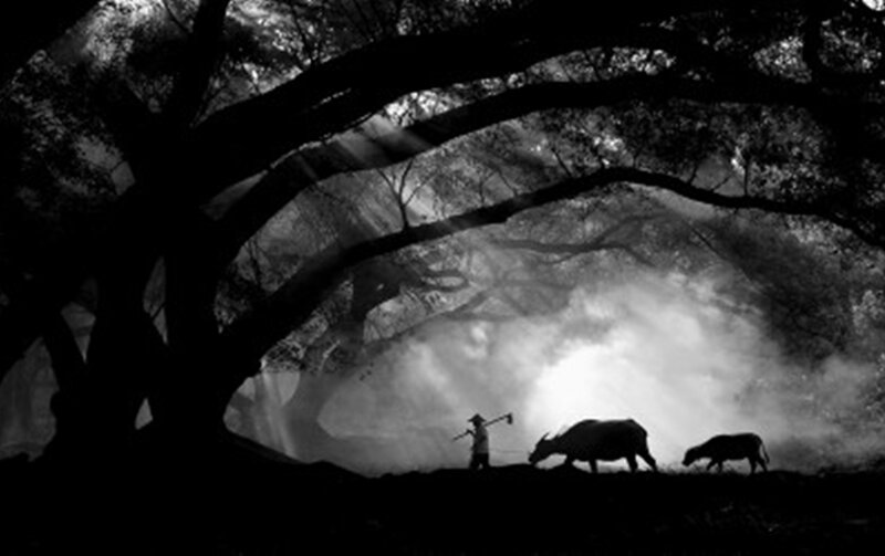 Farmer with Water Buffalo