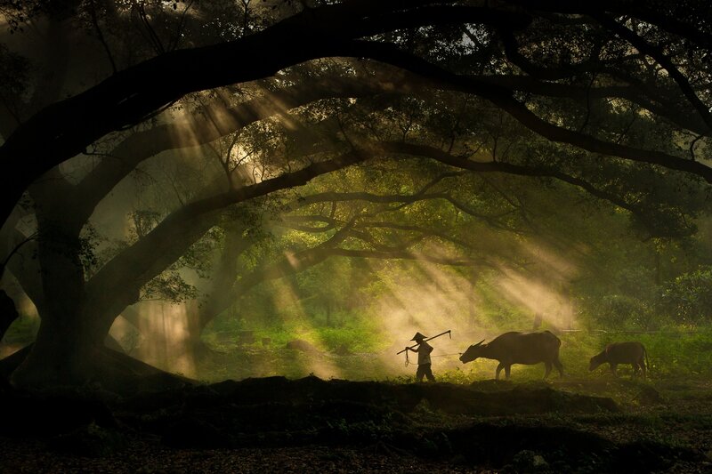 Farmer with Water Buffaloes — Green