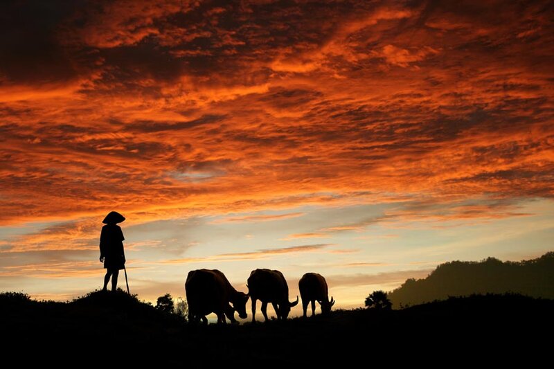 Farmer with Water Buffaloes