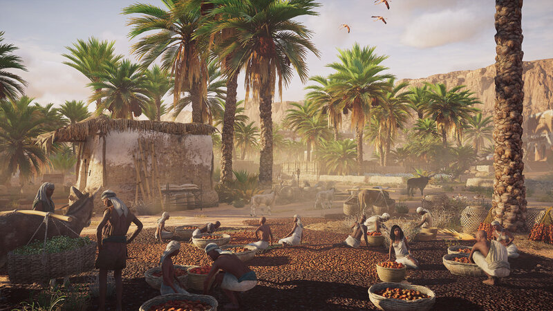 Farmers Drying Dates