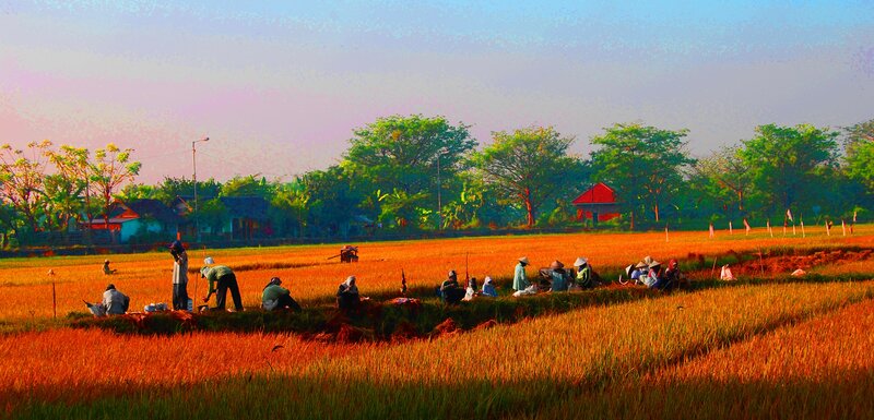 Farmers harvesting rice in a field