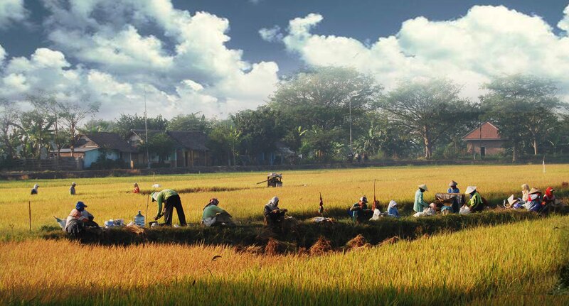 Farmers harvesting rice in a field