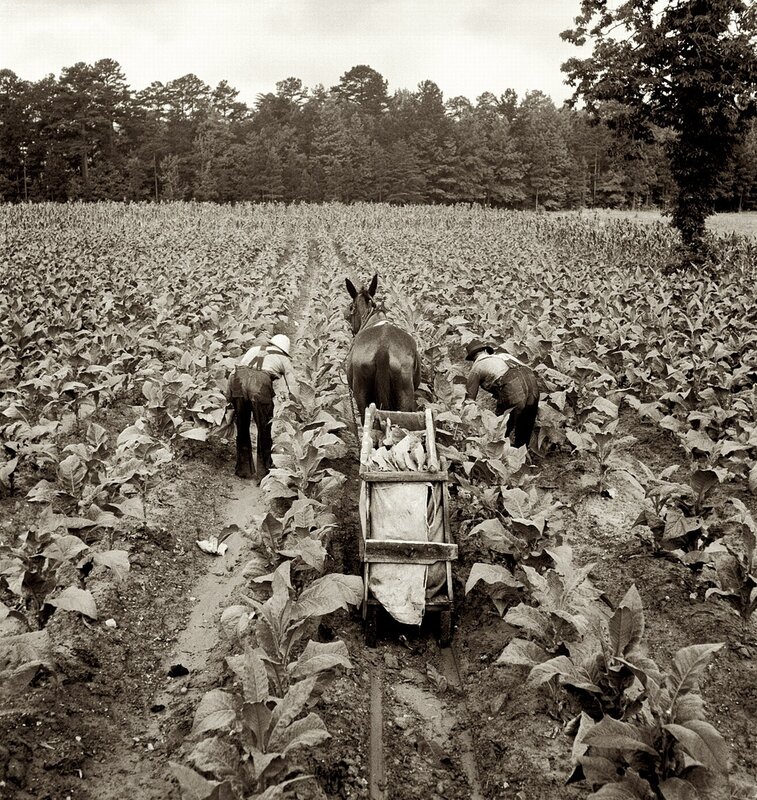 Farmers harvesting tobacco