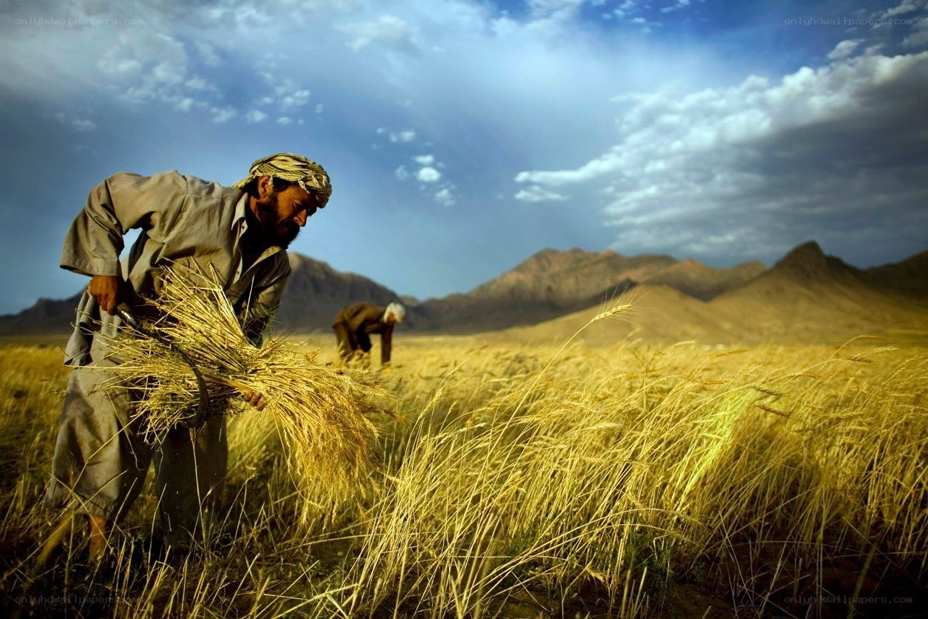 Farmers harvesting wheat
