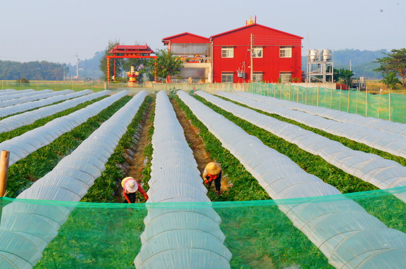 Farmers in a Field — Green