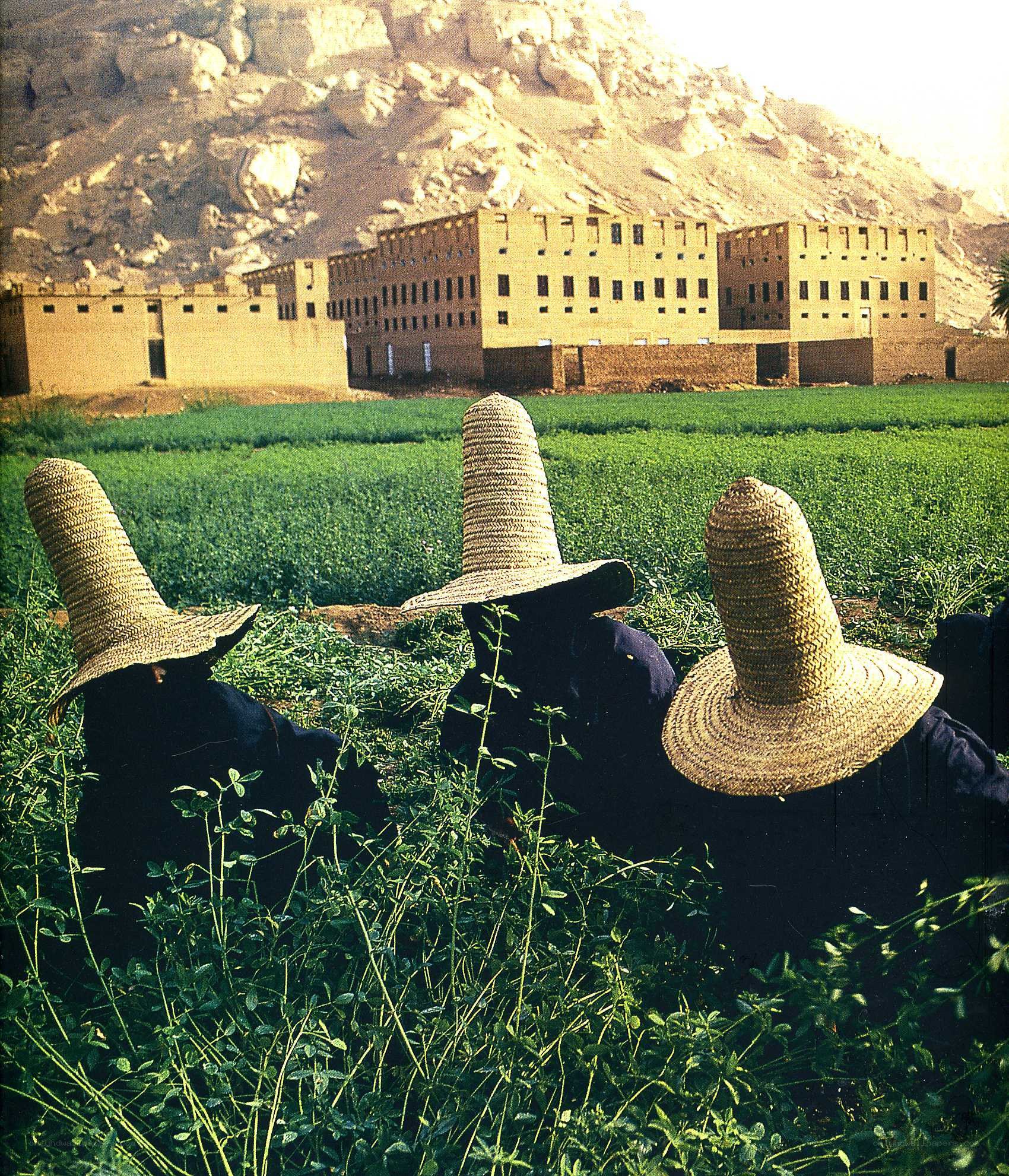 Farmers in a green field