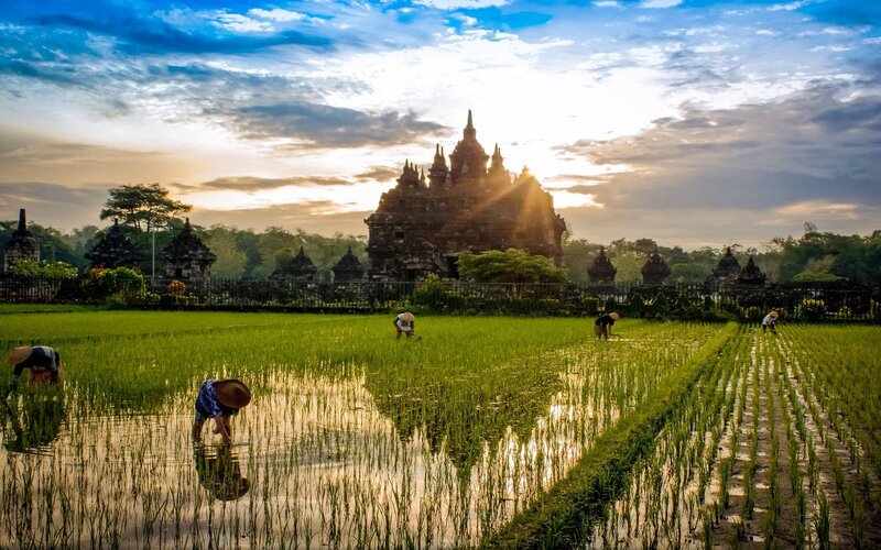 Farmers in Rice Field — Green, Serene