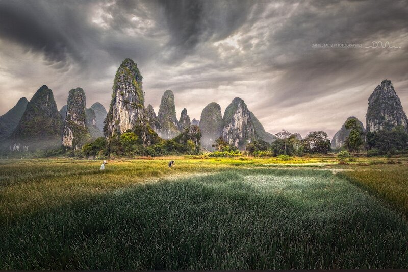 Farmers in Rice Field — Green