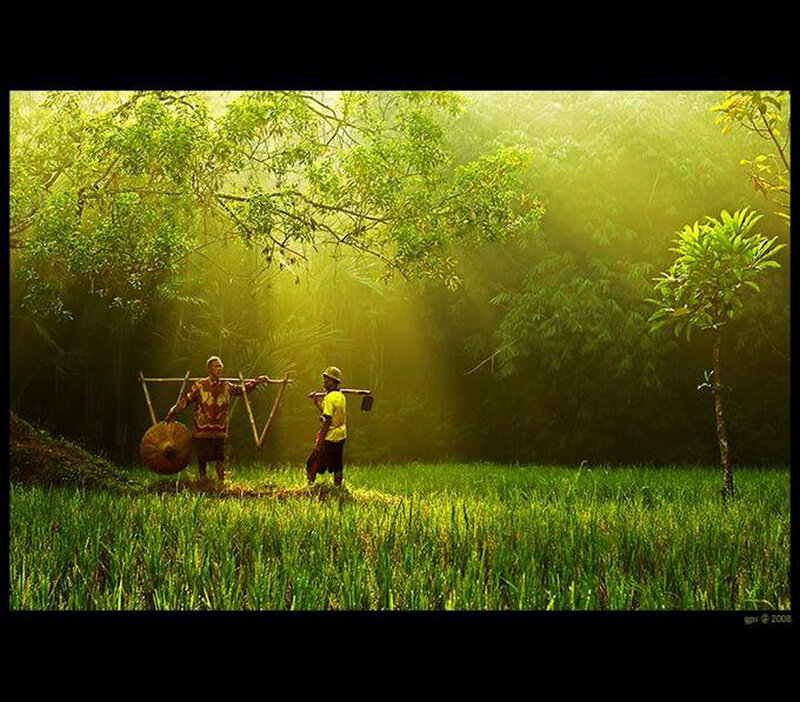 Farmers in Rice Field