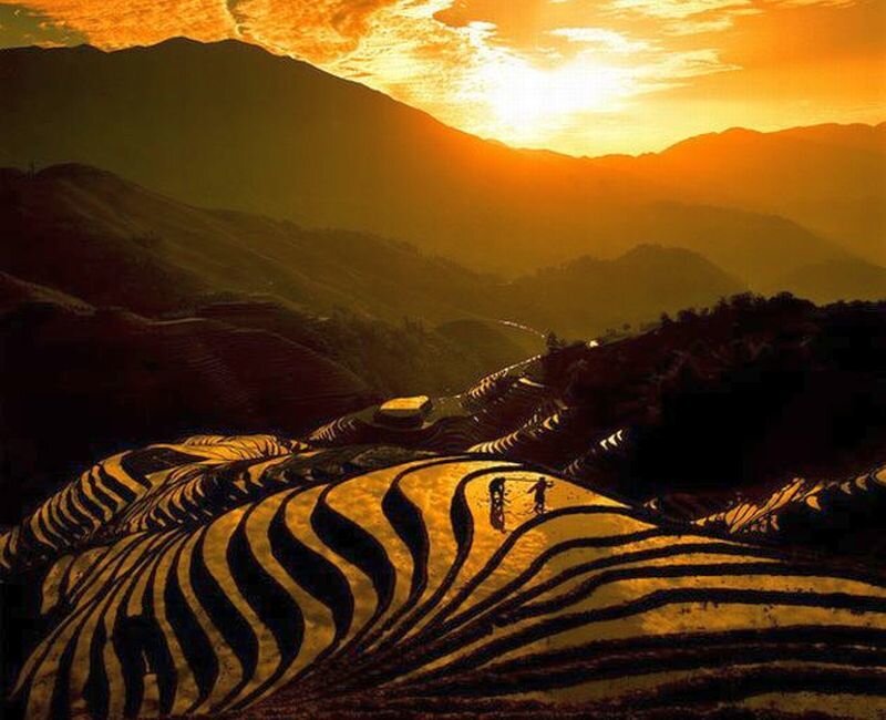 Farmers in Rice Terraces