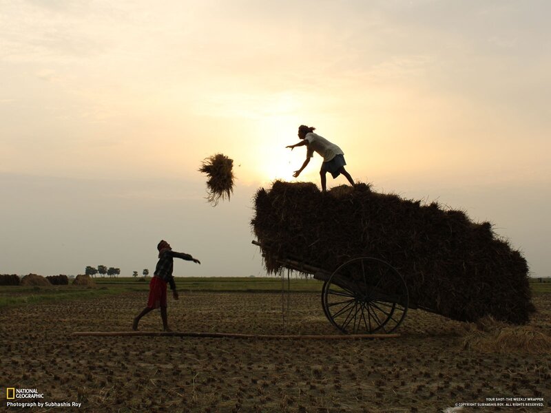 Farmers loading hay at sunset