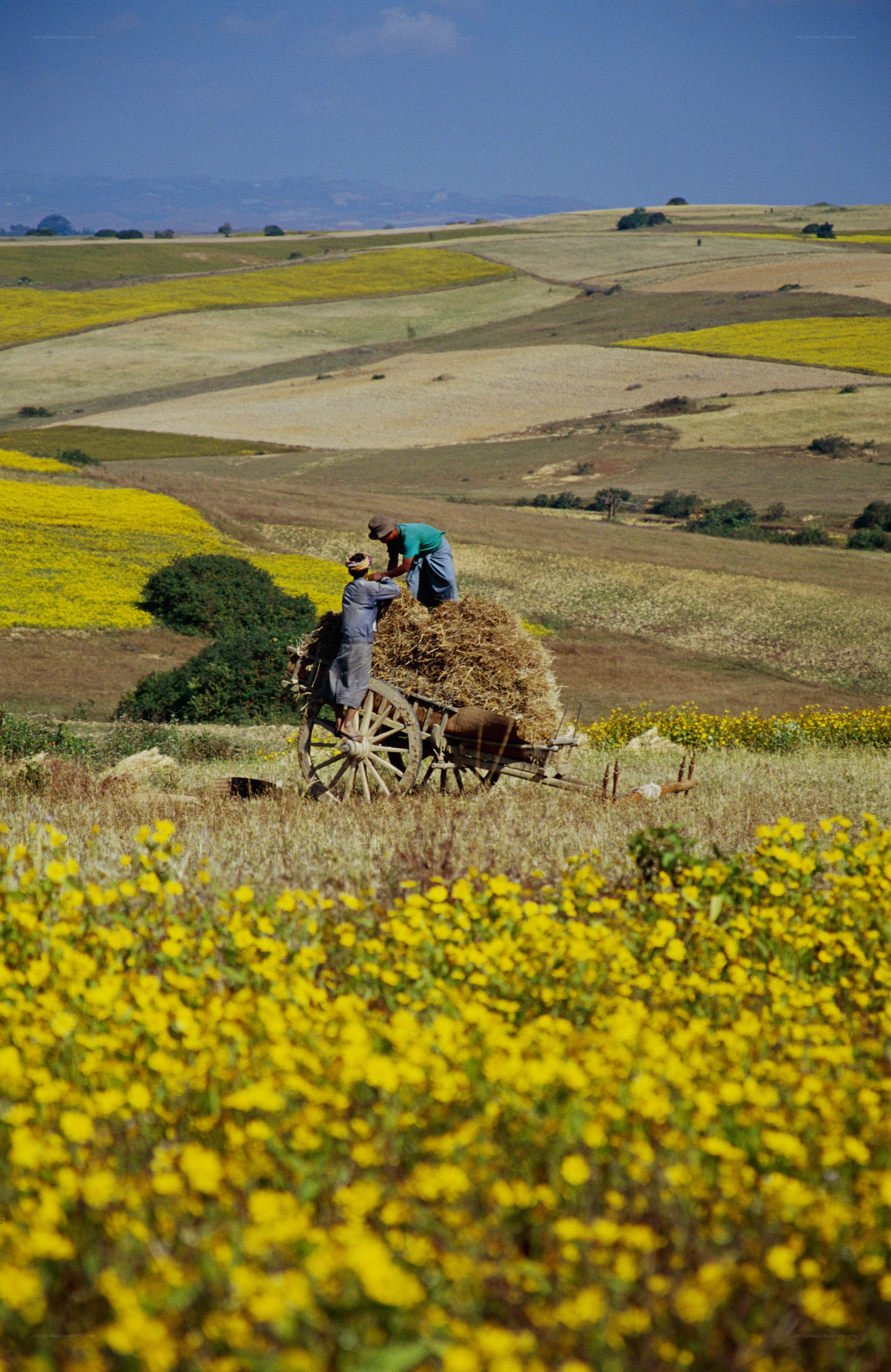 Farmers loading hay in a field