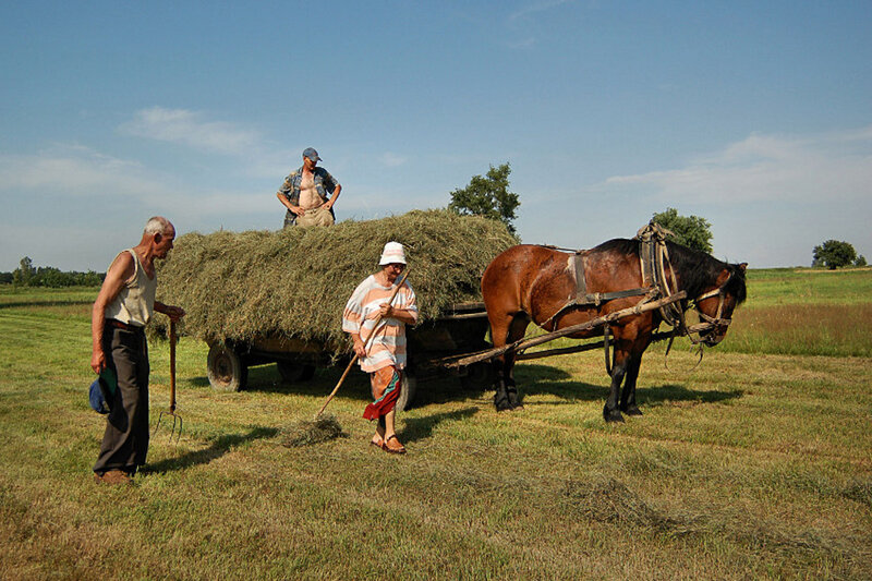 Farmers Loading Hay