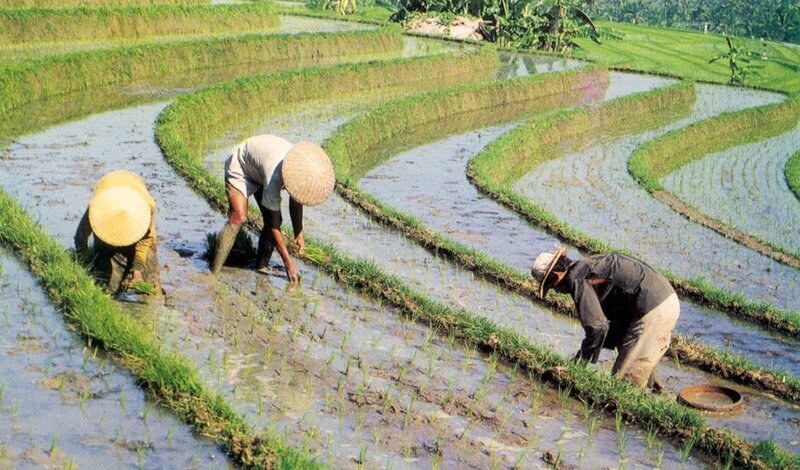 Farmers Planting Rice
