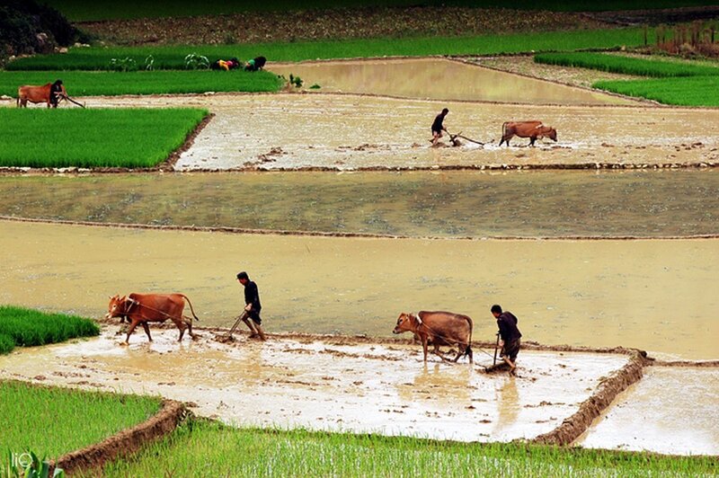 Farmers plowing rice paddies