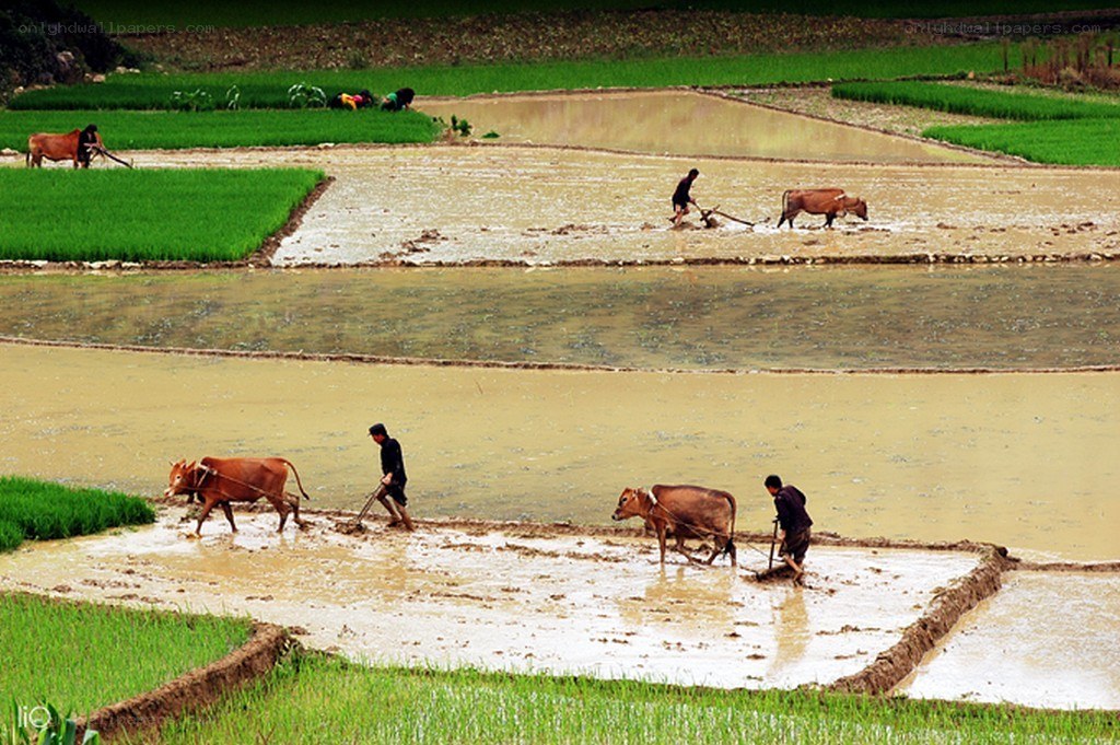Farmers plowing rice paddies