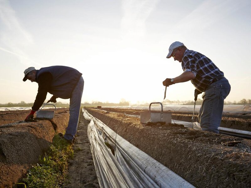 Farmers Working in Field