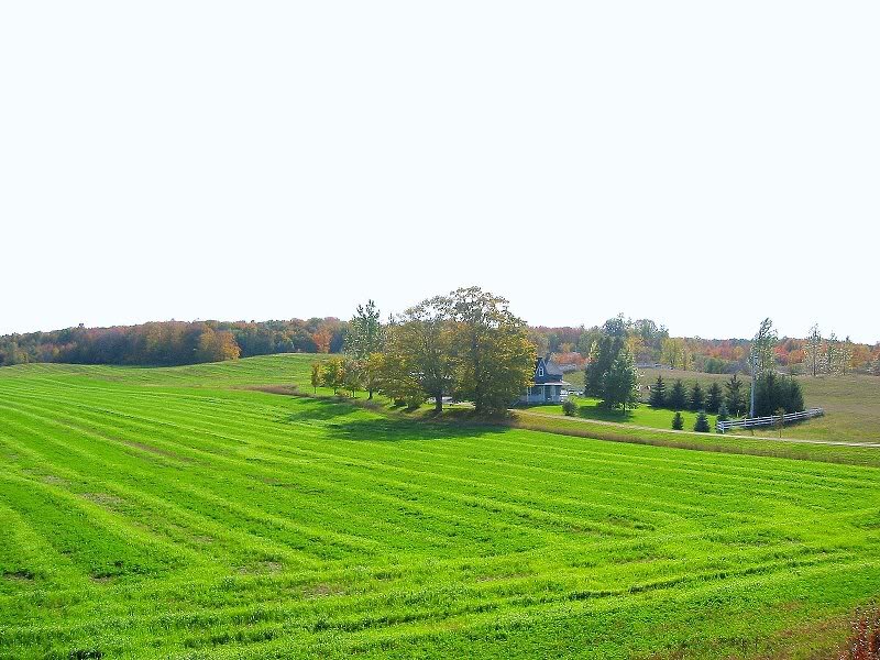 Farmhouse in Green Field