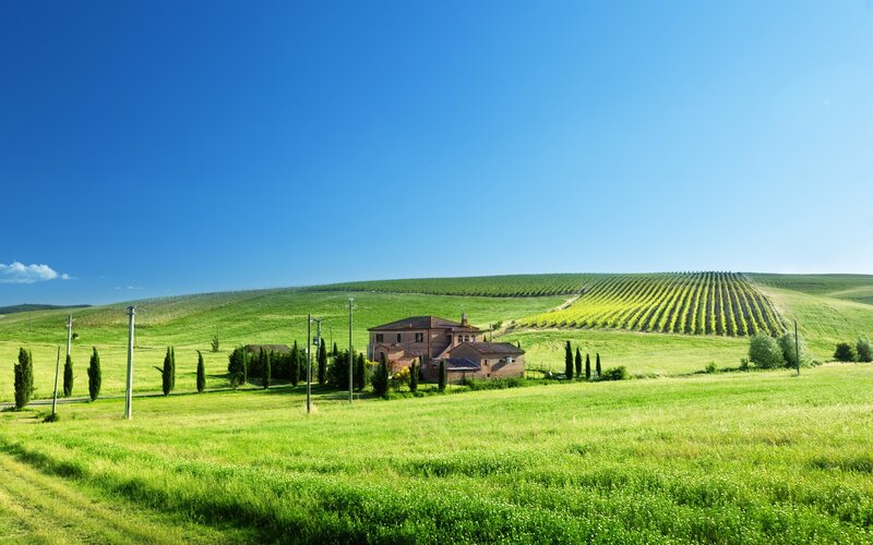 Farmhouse in Vineyard — Green, Serene, Afternoon, Photograph, Vineyards