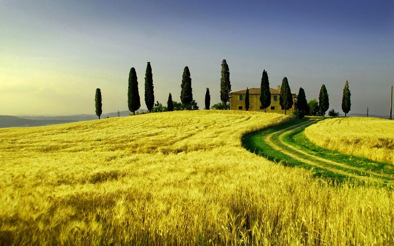 Farmhouse in Wheat Field — Yellow, Serene