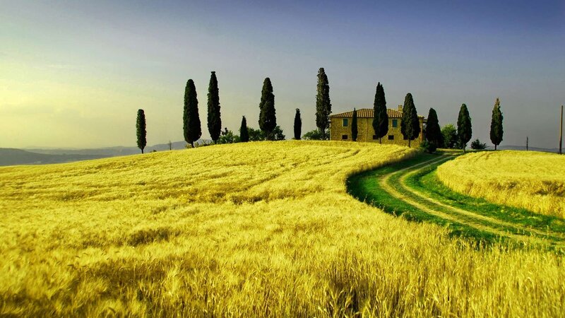 Farmhouse in Wheat Field — Yellow