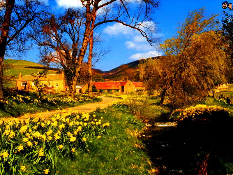 Farmhouse with Daffodils