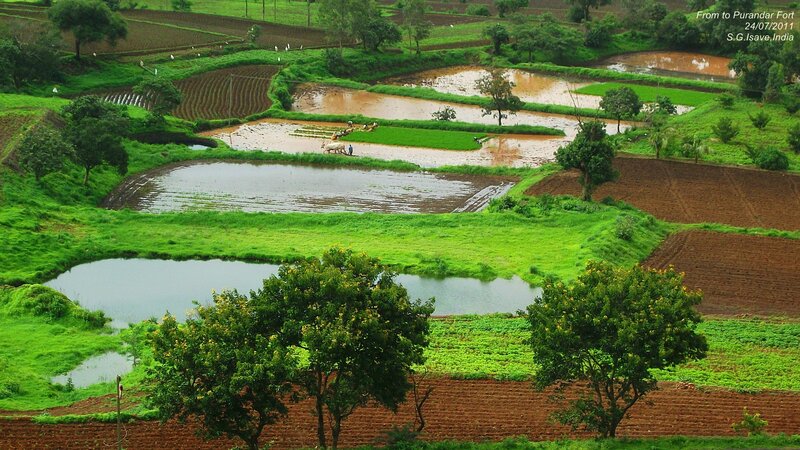 Farmland with Rice Paddies