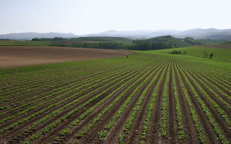 Farmland with rows of crops