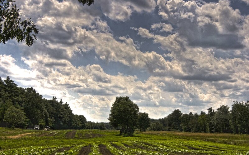 Farmland with Rows