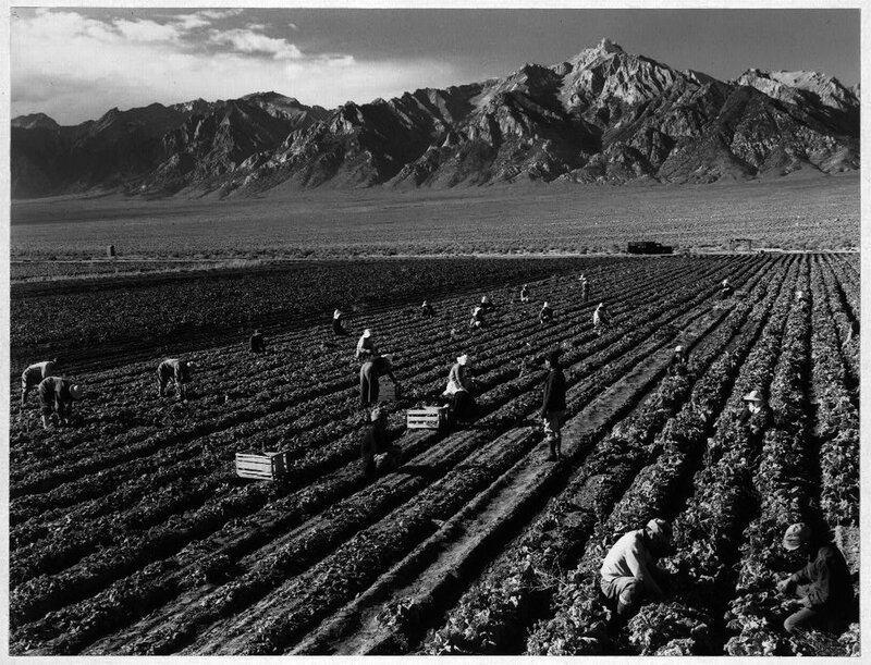 Farmworkers in Field