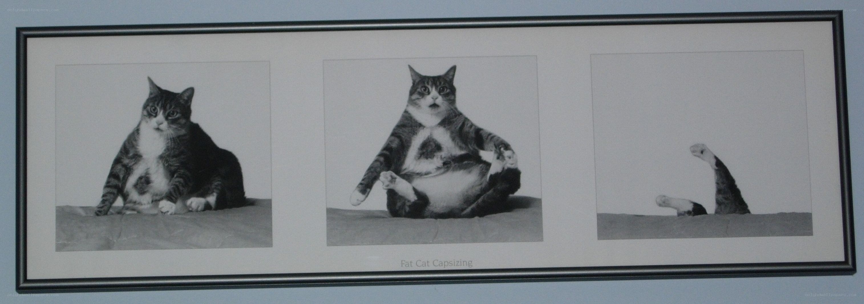 Fat Cat Capsizing