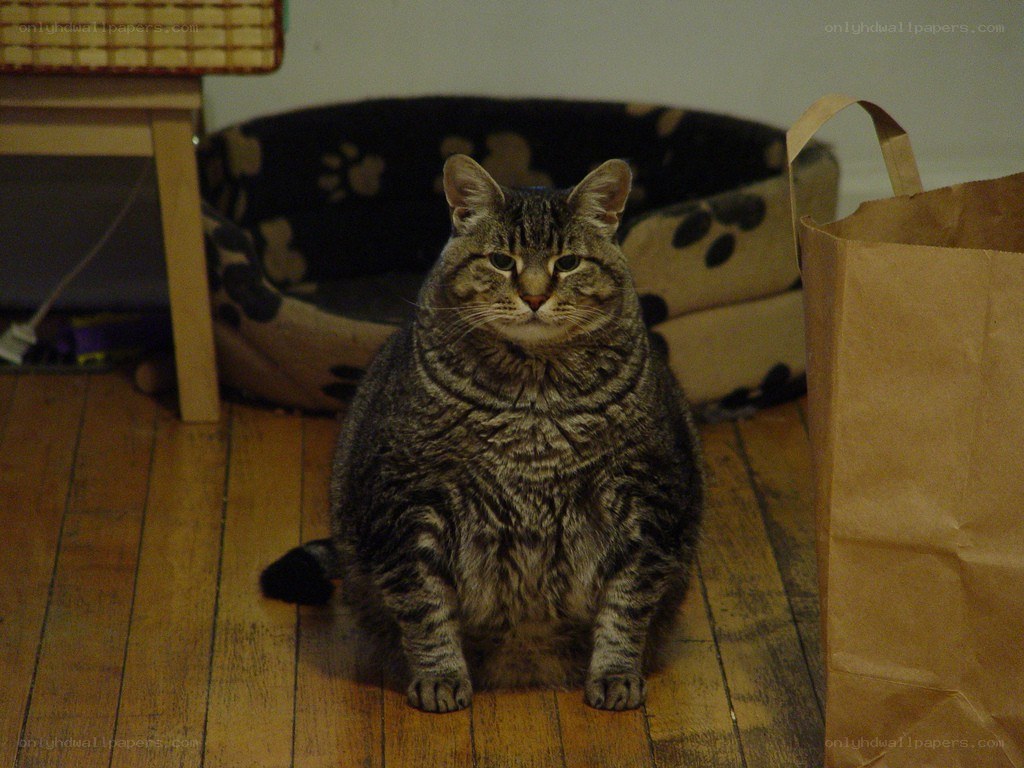 Fat tabby cat on floor